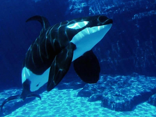 they sometimes even kill the great white shark. orca are