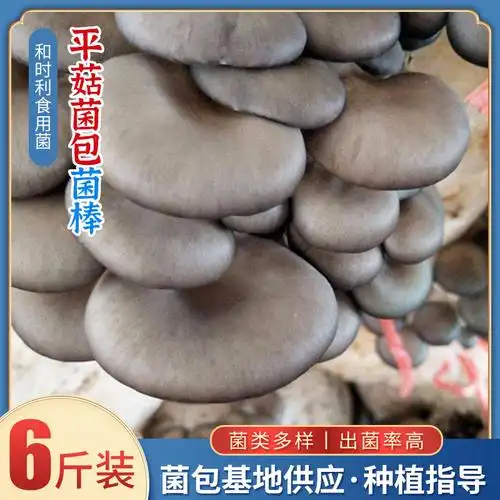 批发早春食用蘑菇种植包6斤大食用菌菌种平菇菌种包春季家庭种植