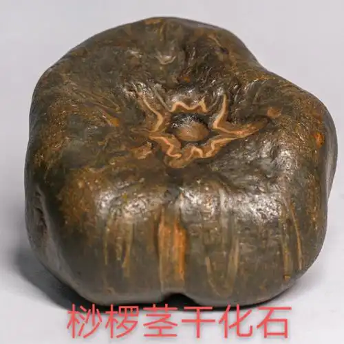 桫椤玉化石即草化玉,包浆完美,温润.