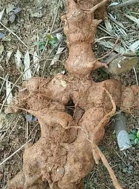 金刚藤金刚头金刚根新鲜野生菝葜