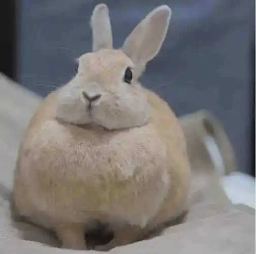 网友留言说:被大胸吸引住了.