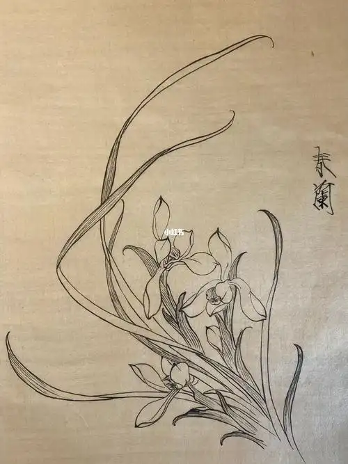 国画工笔  #白描