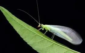 草蛉图片大全共12张