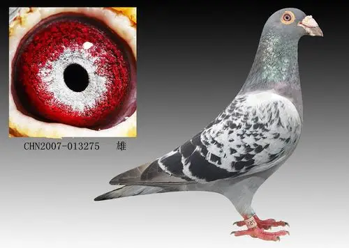 >> 查看拍卖商品