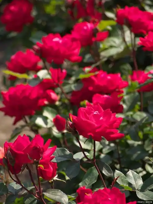 高原红月季:抗病,美丽,一个都不能少