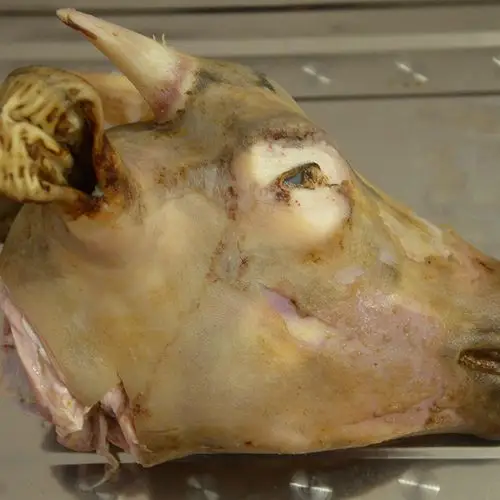 山羊头新鲜带皮羊头羊脑羊脸羊头整3斤左右88元2个羊头千野羊行