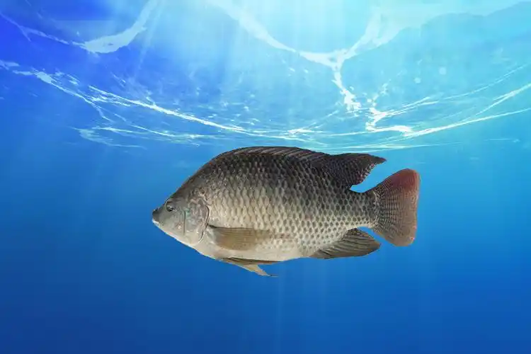 怎样才能钓到罗非鱼罗非鱼喜欢吃哪些食物罗非鱼的生活习性