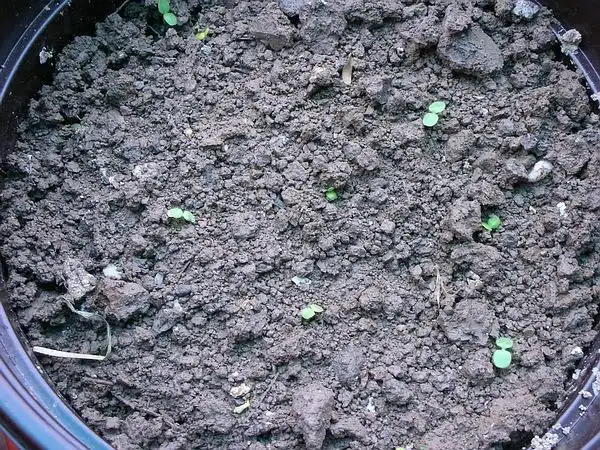 最早播的罂粟种子发芽了