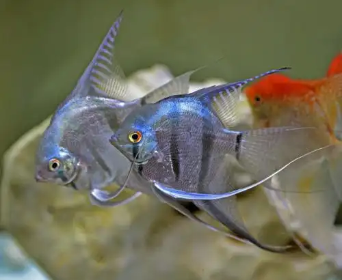 水中的燕鱼 观赏鱼