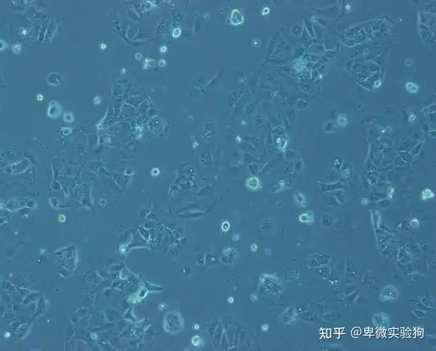 养的caco2细胞请问图片上画的是微绒毛吗