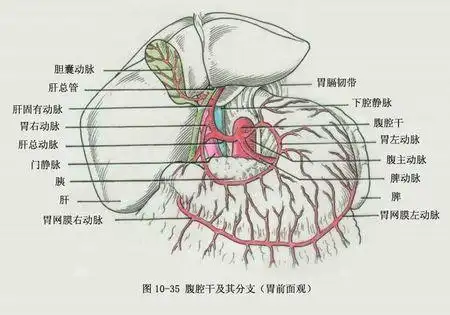 展开全部 腹腔干分为胃左动脉,肝总动脉和脾动脉.
