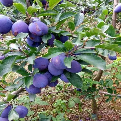 李子苗 法兰西李子苗 西梅女神李子苗早熟品种 品种保证