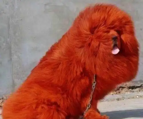 世界上最贵的藏獒纯红藏獒江山一片红卖出天价1580万