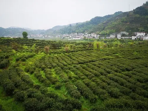 紫阳县蒿坪镇让人民获得更多的幸福感