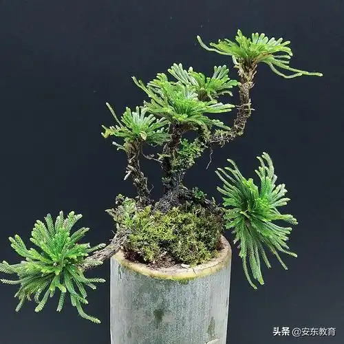 万年青,九死还魂,东北峭壁上的网红"绝壁仙草"——卷柏