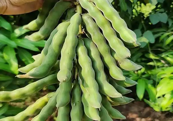 十年前南方一些农村集市上,一到了秋季就会看到大街上有人售卖虎爪豆