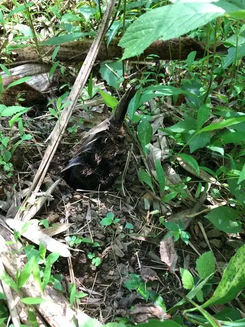 发现腐烂的竹笋,并了解到竹笋在春天才最好清明节时期是挖竹笋最好的