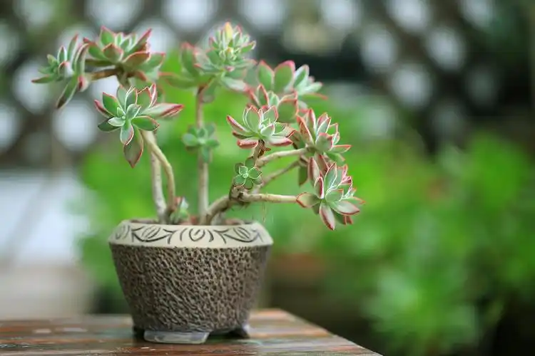 龙吐珠:多肉植物中的璀璨明珠 龙吐珠,学名haworthia,是一种令人着迷