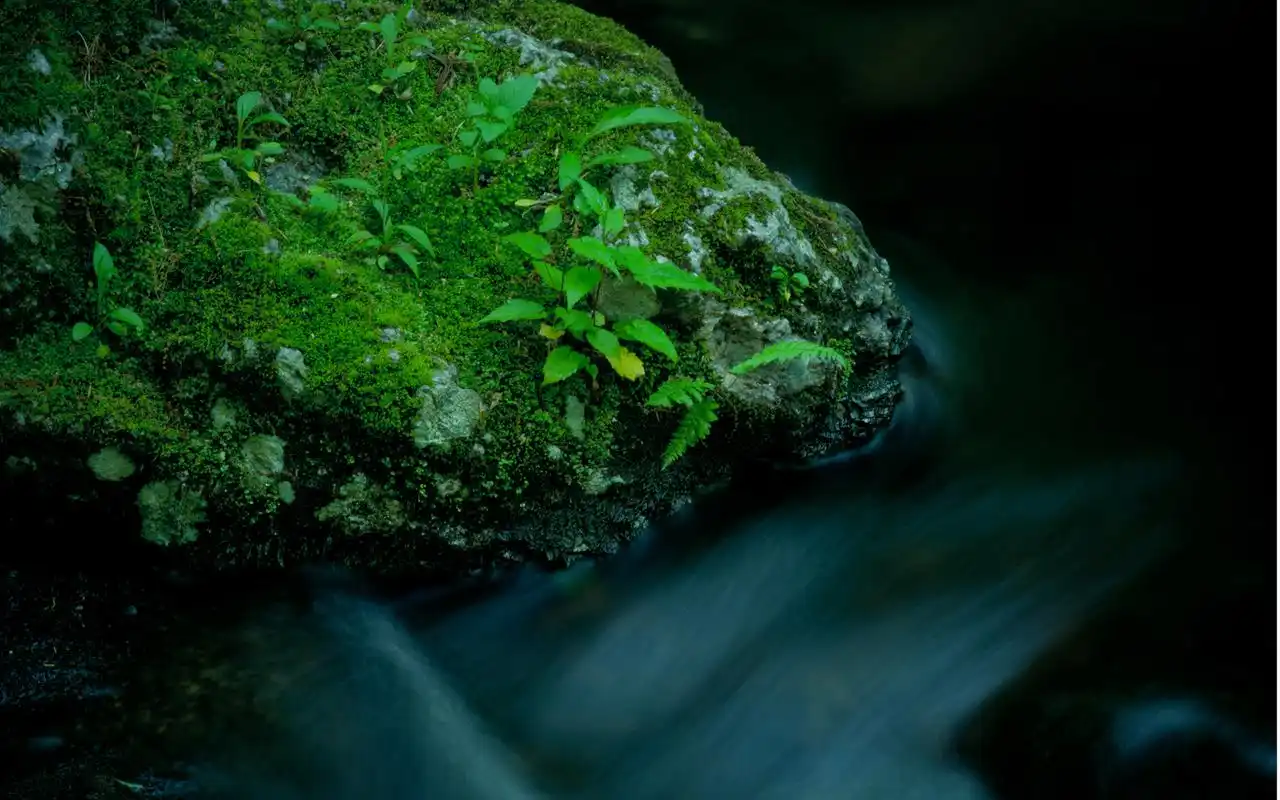 绿色森林山涧风景壁纸,高清图片,电脑桌面-壁纸族