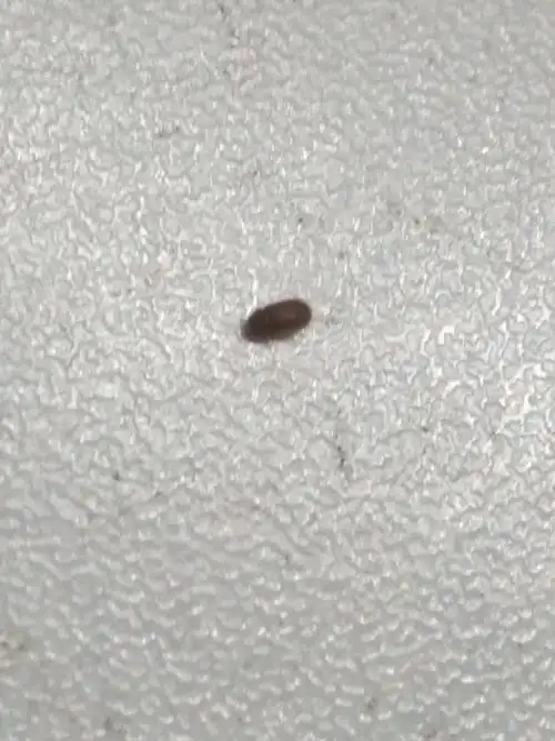 宿舍里有了这种小小的,黑色的,椭圆的,会飞会爬,有趋光性的小虫子,我