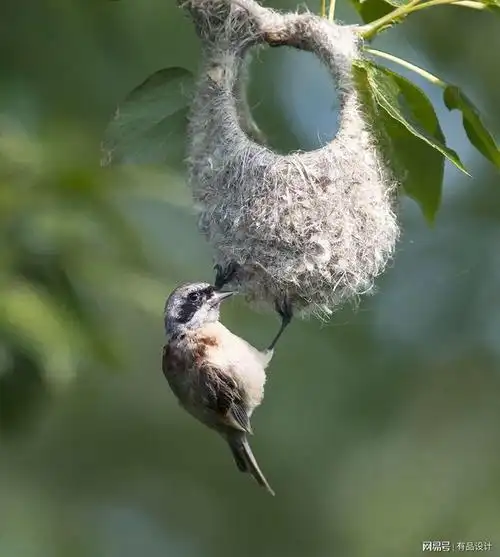 动物造房的启示,现在才知道盖房子的本领是每个人先天俱来的!
