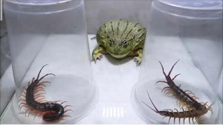 非洲牛蛙vs蜈蚣