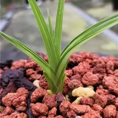 蕙兰水晶艺 - 中国兰花交易网