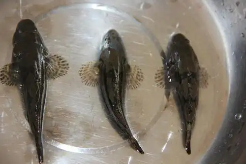 乡间美味之巴巴鱼