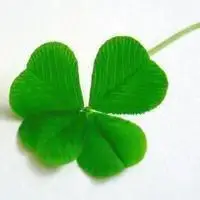 带来好运的微信头像花四叶草的图片_微信头像图片大全