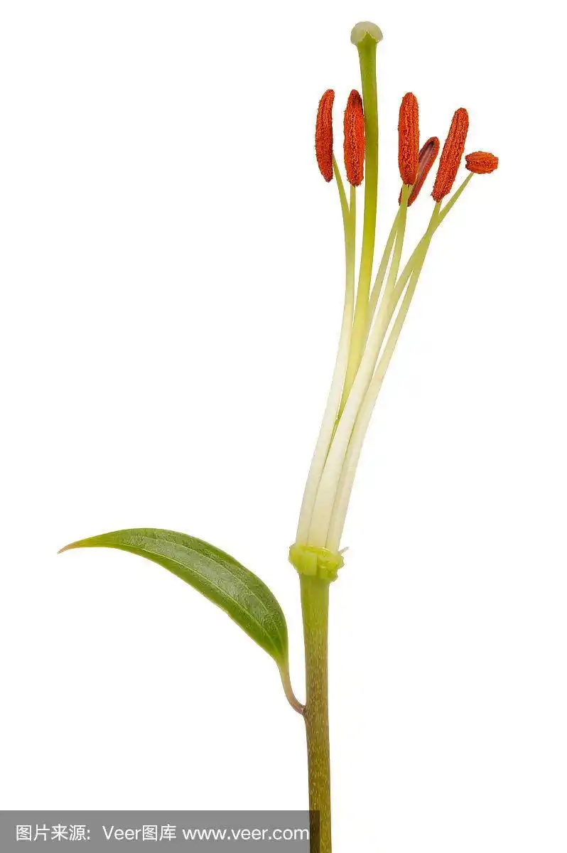 百合雄蕊和雌蕊特写在白色背景上