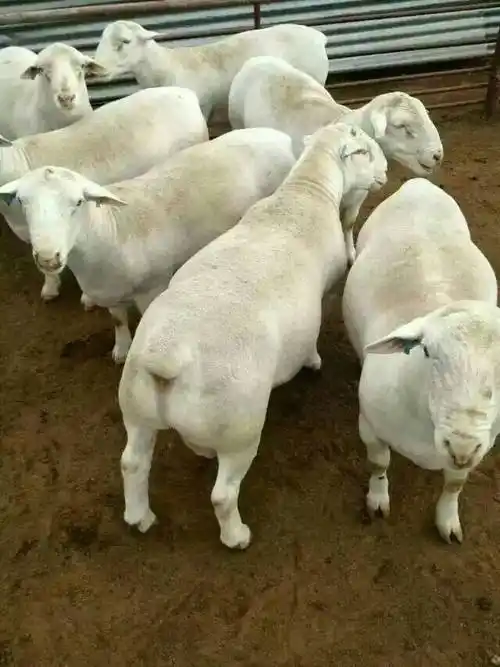 杜泊羊一年下几个羊羔?杜泊绵羊有角吗?_胴体_品种_母羊