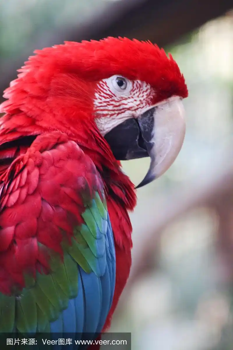 绿翅金刚鹦鹉,自然,垂直画幅,野生动物,绿色