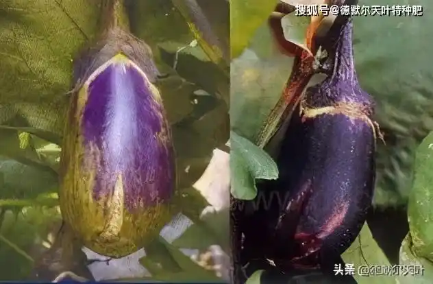 茄子缺钙怎么办,用这一招就够了