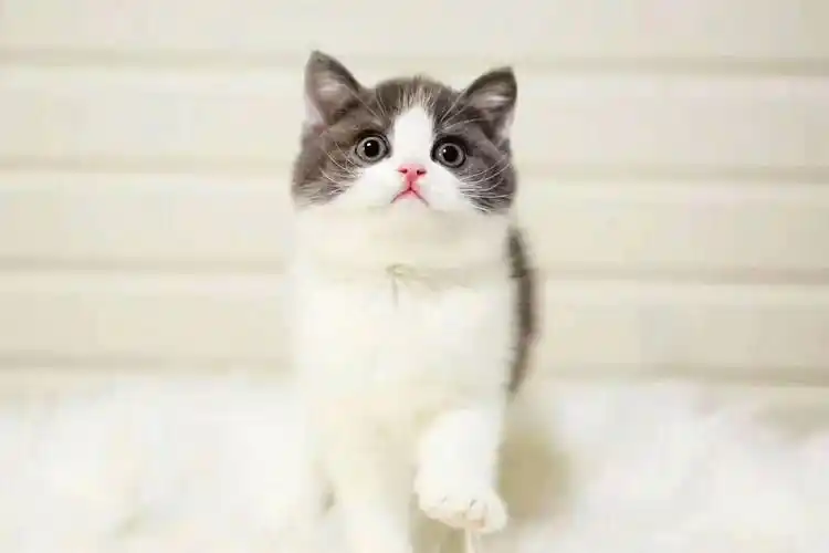 正规cfa猫舍 纯种英短 育苗齐全包活签协议 送货上门