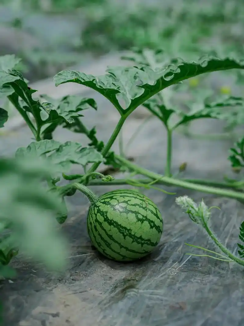 可爱的西瓜小苗 从一株嫩叶 到开出 - 抖音