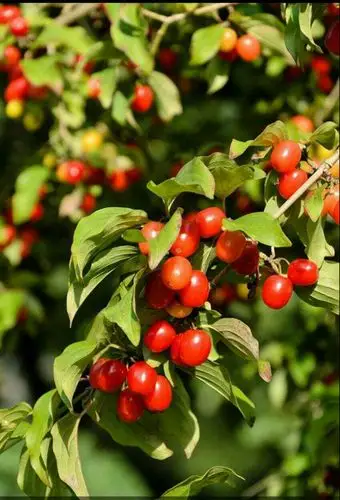 九九重阳节,尽孝心,传孝道,送爱心.