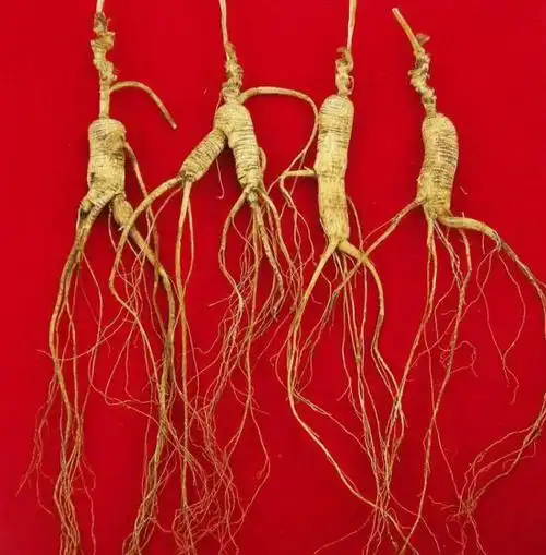 一颗高达千万,谁推高了中国人参价格,野山参是如何走向枯竭的?