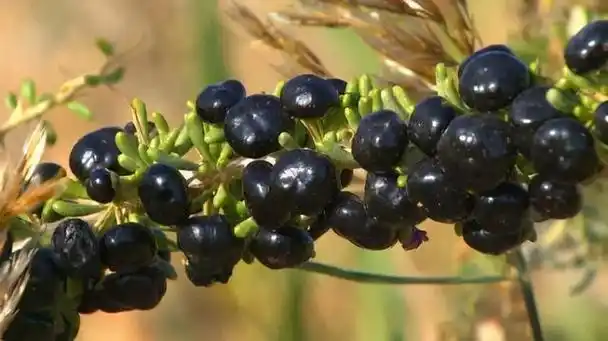 黑色枸杞——黑枸杞