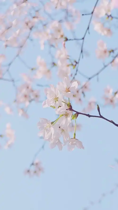 樱花小清新唯美手机壁纸图片-风景-手机壁纸下载-美桌网