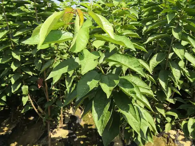 供应大厅  种子种苗  樱桃苗  商品详情 拥有自己的专业樱桃树苗种植