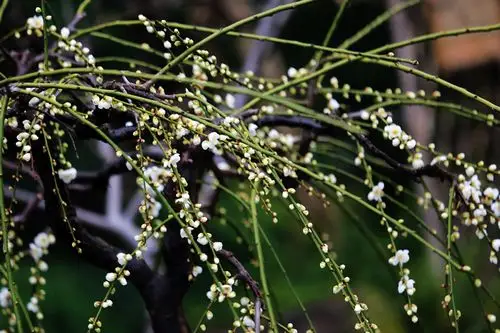 莘庄梅花(2)"绿梅"