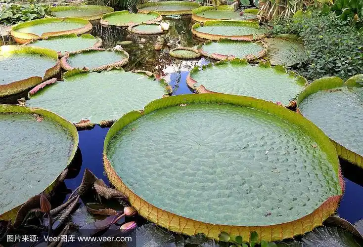 巨型睡莲-维多利亚亚马逊
