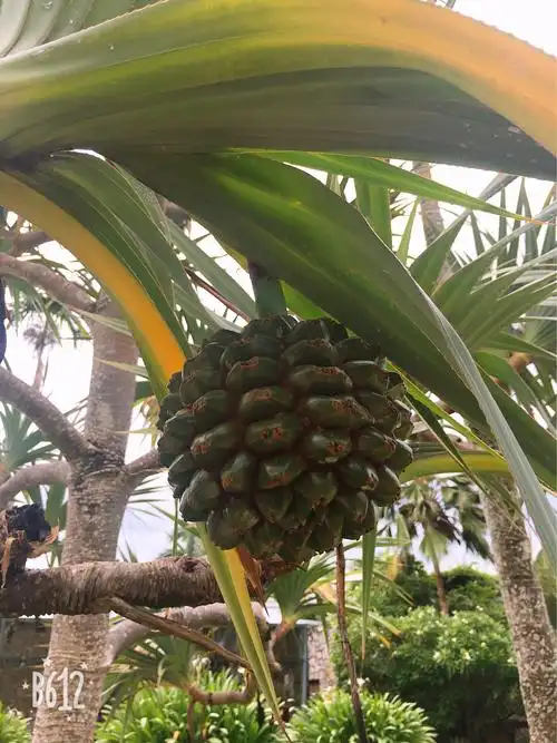 这是扇叶露兜树的果实