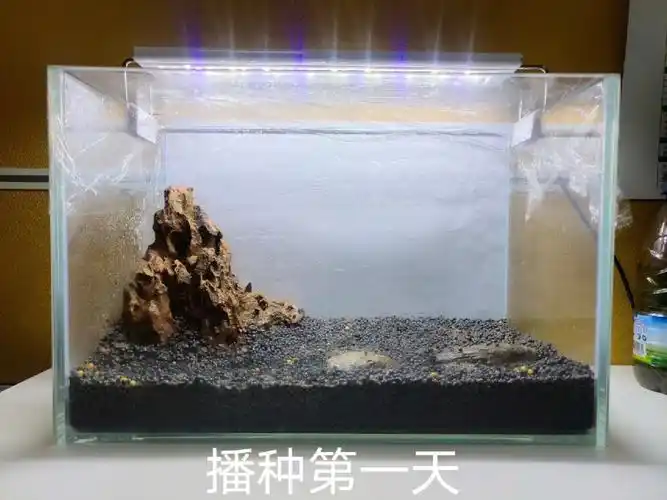 养鱼小白·开缸教程