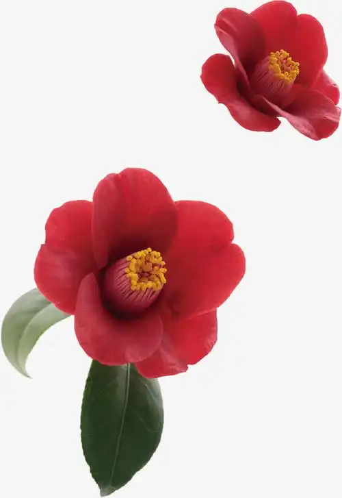 红色山茶花免抠素材免费下载_觅元素51yuansu.com