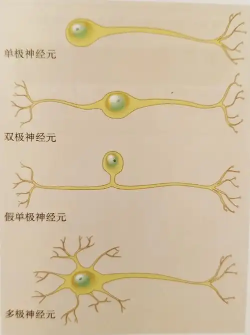 认知神经科学系列|(2)细胞机制与认知_神经元连接的特异性-csdn博客