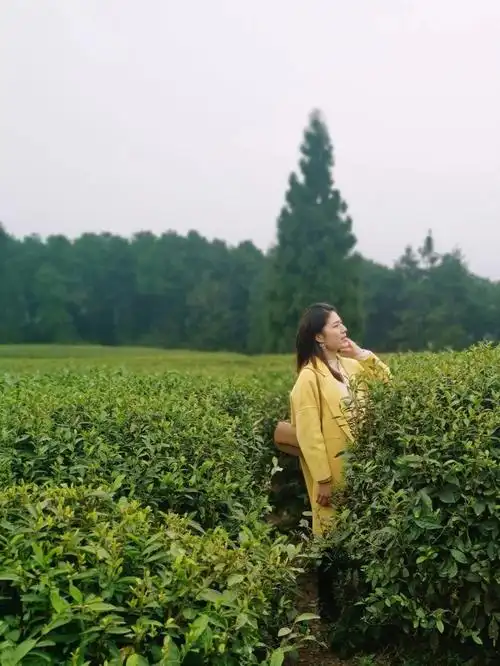 茶者南方之嘉木也