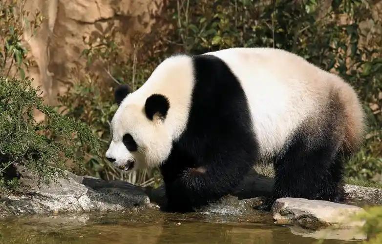 1920x1228,熊,熊猫,水,,动物