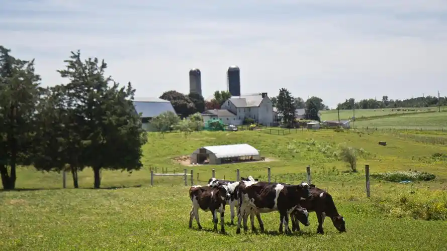 struggling farmers turn excess milk into cheese an