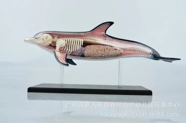 4d master 中小学生动物海豚标本解剖模型 ha26103